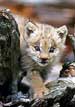 Mountain Lion Cub