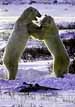 Polar Bear Hug