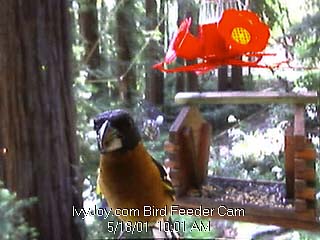 Boulder Creek, California Bird Feeder Webcam