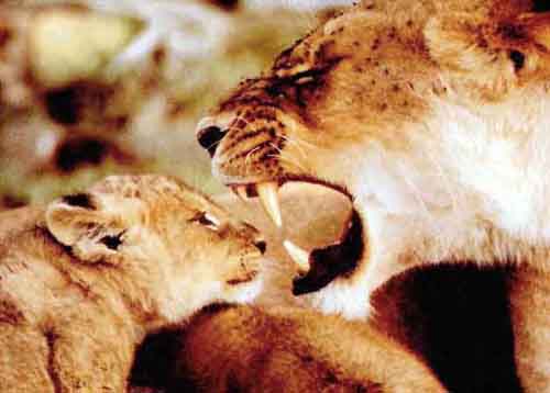 Lion and Cub