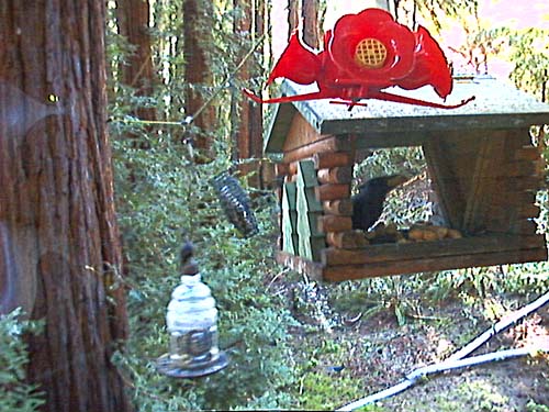 Boulder Creek, California Bird Feeder Webcam